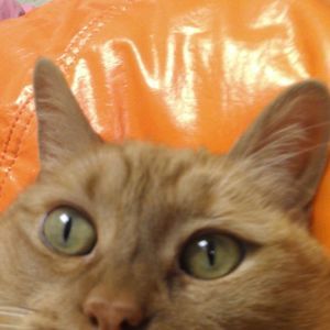 Meet your Posher, Carley